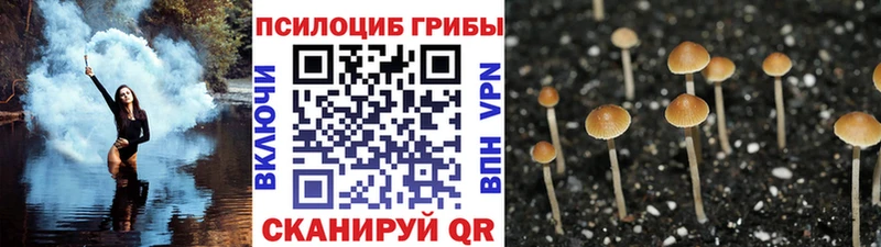 omg как войти  как найти закладки  Родники  Галлюциногенные грибы Psilocybe 